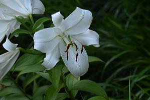 2025-07179612 Tower Hill Botanic Garden, MA